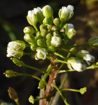 capsella bursa-pastoris