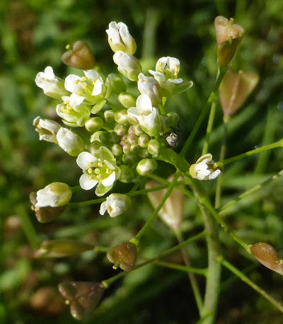 capsella bursa-pastoris