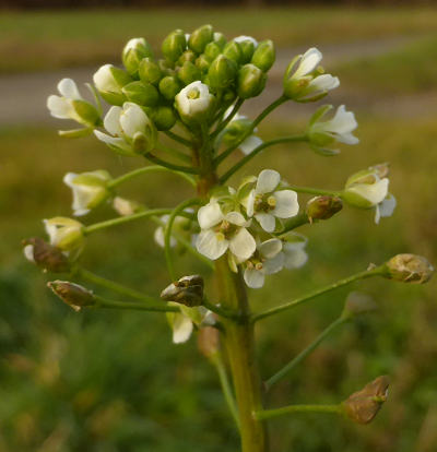 capsella bursa-pastoris