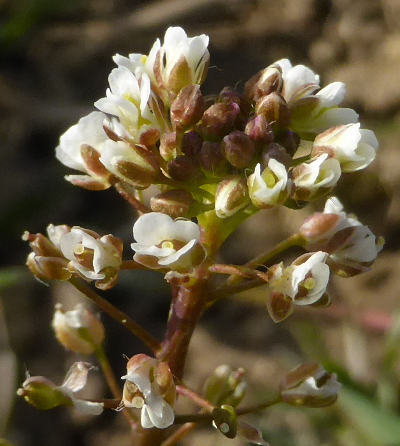 capsella bursa-pastoris