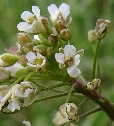 capsella bursa-pastoris