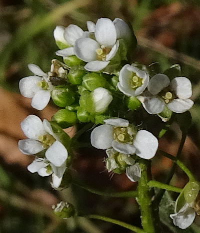 capsella bursa-pastoris