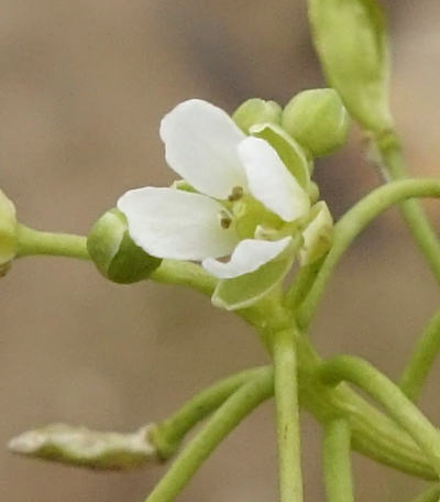 capsella bursa-pastoris