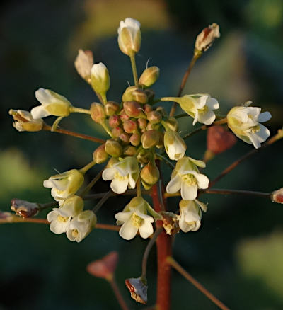 capsella bursa-pastoris