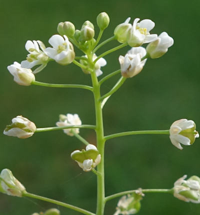 capsella bursa-pastoris