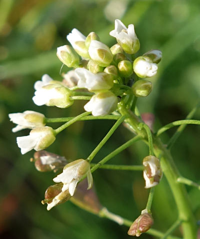 capsella bursa-pastoris