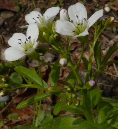 cardamine amara