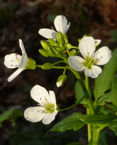 cardamine amara