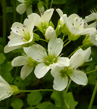 cardamine amara