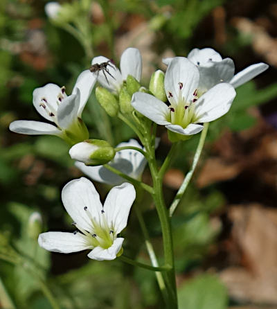 cardamine amara