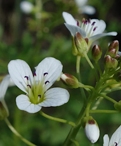 cardamine amara