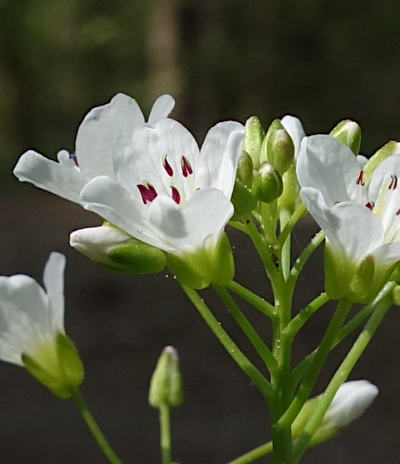 cardamine amara