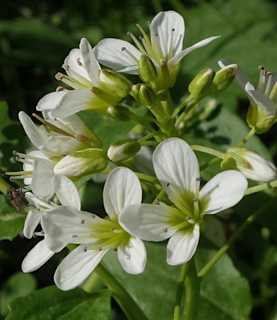 cardamine amara