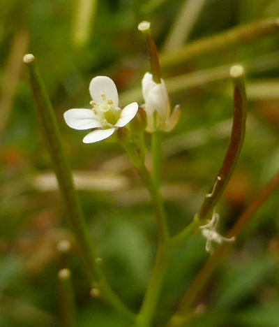 cardamine flexuosa