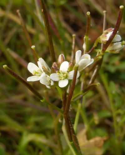 cardamine flexuosa