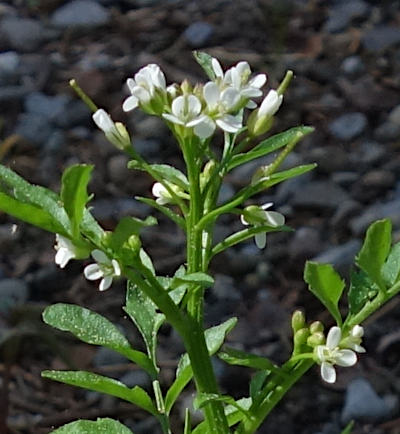 cardamine flexuosa