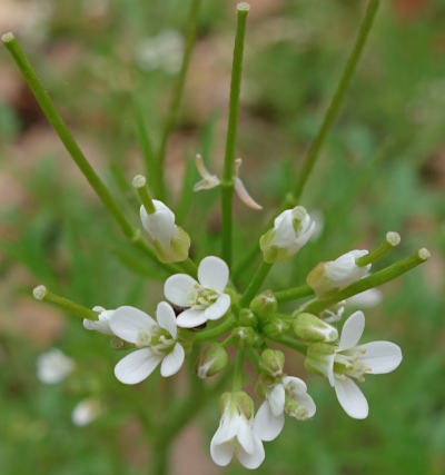 cardamine flexuosa