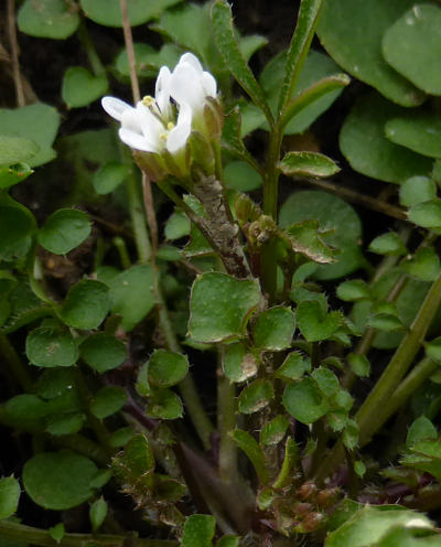 cardamine hirsuta