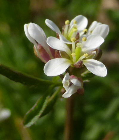 cardamine hirsuta