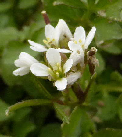 cardamine hirsuta