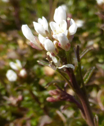 cardamine hirsuta