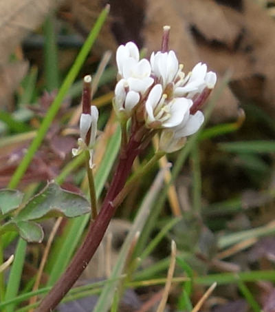 cardamine hirsuta