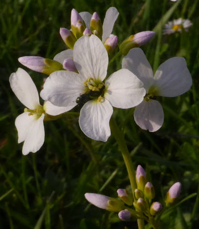 cardamine pratensis