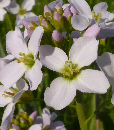 cardamine pratensis