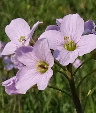 cardamine pratensis