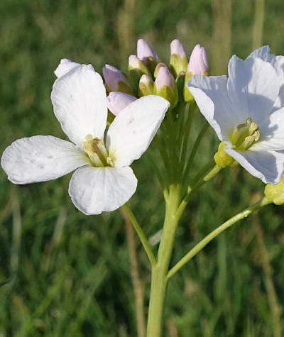 cardamine pratensis