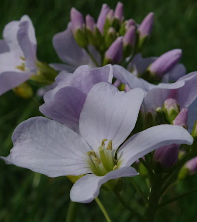 cardamine pratensis