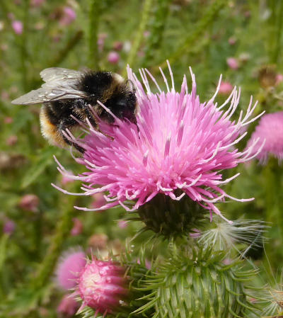 carduus acanthoides