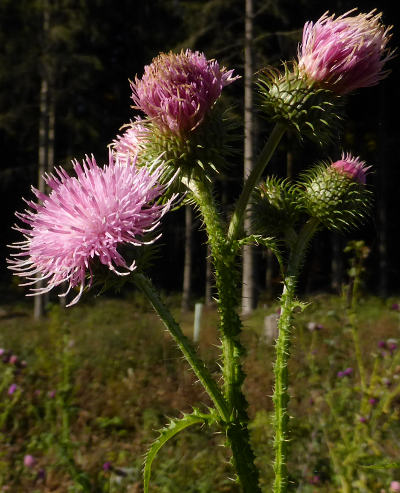 carduus acanthoides