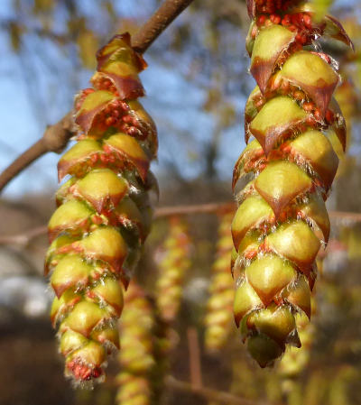 carpinus betulus