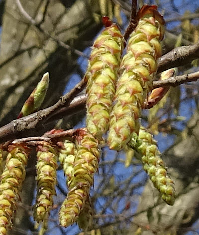 carpinus betulus