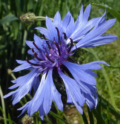 centaurea cyanus