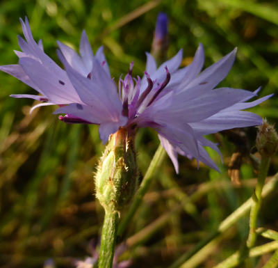 centaurea cyanus