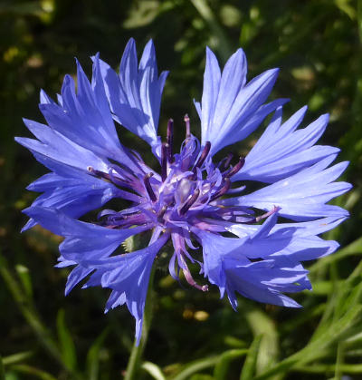 centaurea cyanus