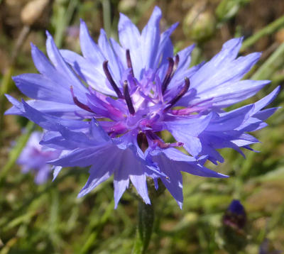 centaurea cyanus