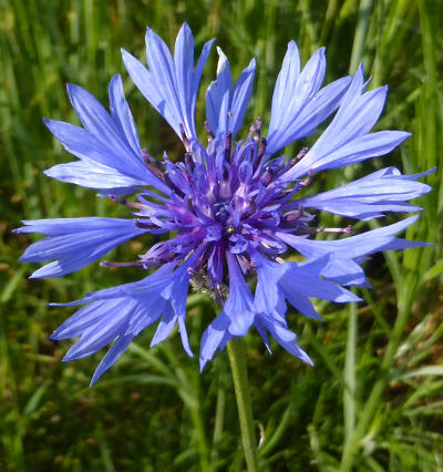 centaurea cyanus