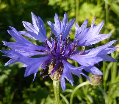 centaurea cyanus