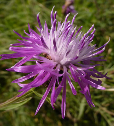 centaurea jacea