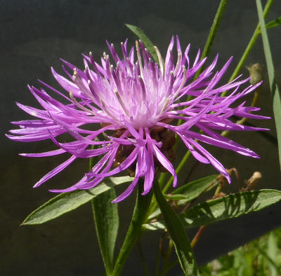 centaurea jacea