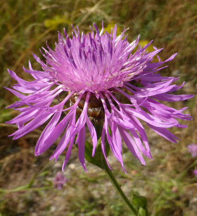 centaurea jacea