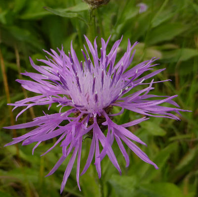 centaurea jacea