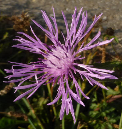 centaurea jacea