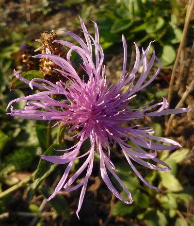 centaurea jacea