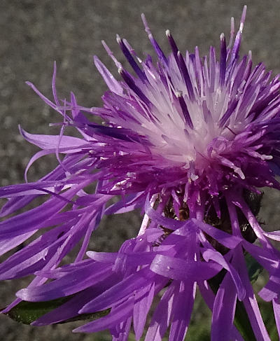 centaurea jacea