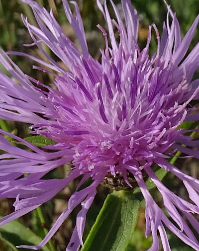 centaurea jacea