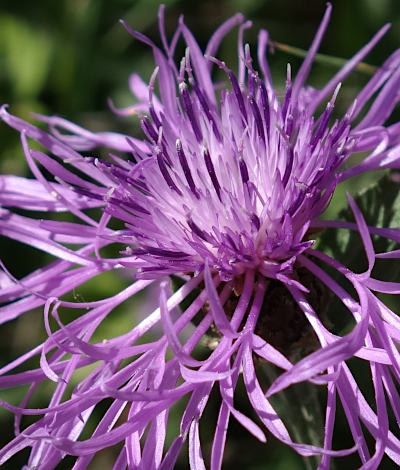 centaurea jacea